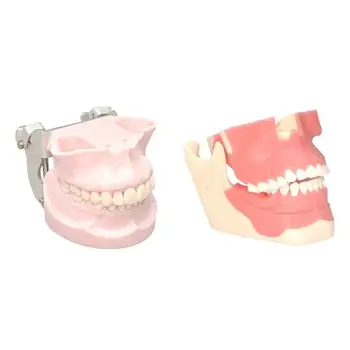 1 шт. Обучающая модель для студентов-стоматологов Индивидуальная модель для закрепления ногтей и зубов Съемные зубы